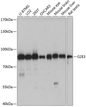 G2E3 Rabbit Polyclonal Antibody