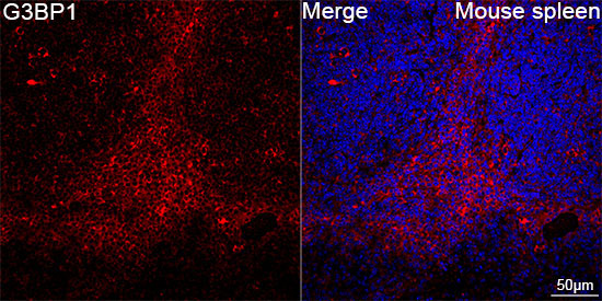 G3BP1 Rabbit Monoclonal Antibody - Image 10
