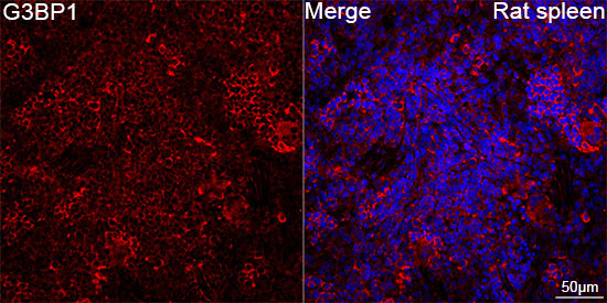 G3BP1 Rabbit Monoclonal Antibody - Image 12