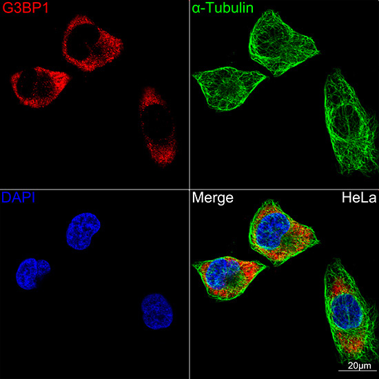 G3BP1 Rabbit Monoclonal Antibody - Image 2