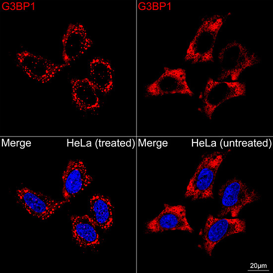 G3BP1 Rabbit Monoclonal Antibody - Image 3