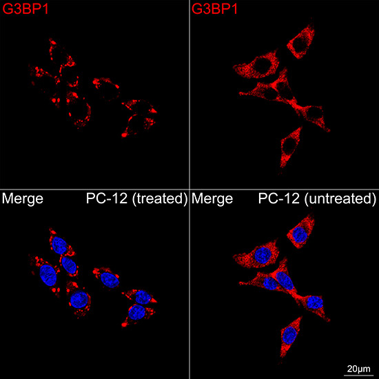 G3BP1 Rabbit Monoclonal Antibody - Image 4