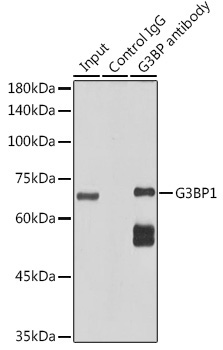 G3BP1 Rabbit Monoclonal Antibody - Image 5
