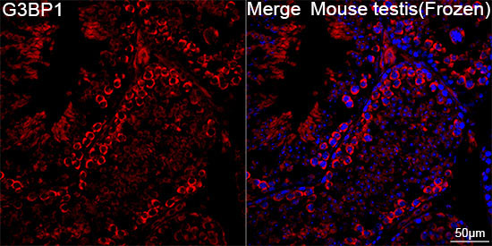 G3BP1 Rabbit Monoclonal Antibody - Image 6