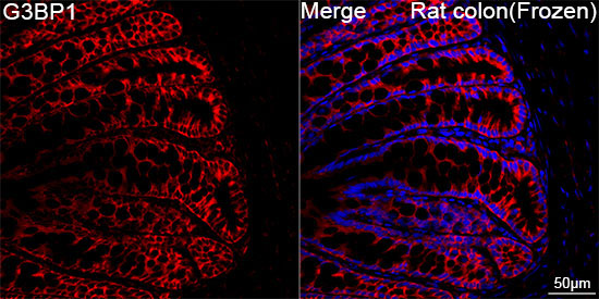 G3BP1 Rabbit Monoclonal Antibody - Image 7