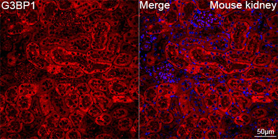 G3BP1 Rabbit Monoclonal Antibody - Image 9