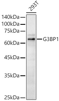 G3BP1 Rabbit Polyclonal Antibody