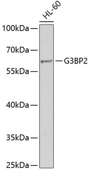 G3BP2 Rabbit Polyclonal Antibody