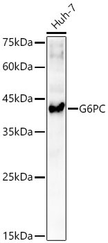 G6PC Rabbit Polyclonal Antibody