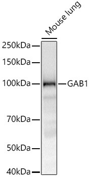 GAB1 Rabbit Monoclonal Antibody