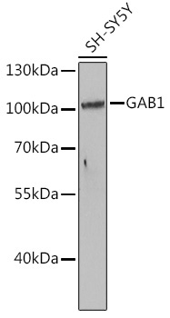 GAB1 Rabbit Polyclonal Antibody