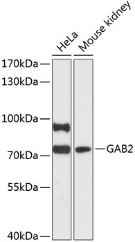 GAB2 Rabbit Polyclonal Antibody