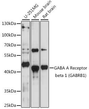 GABA A Receptor beta 1 (GABRB1) Rabbit Polyclonal Antibody