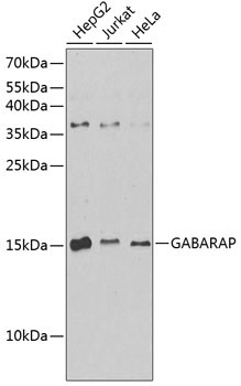 GABARAP Rabbit Polyclonal Antibody