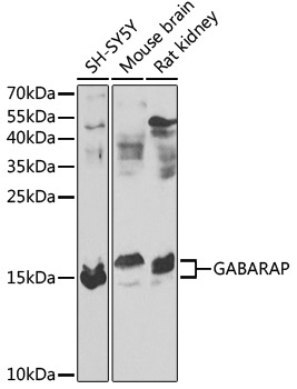GABARAP Rabbit Polyclonal Antibody