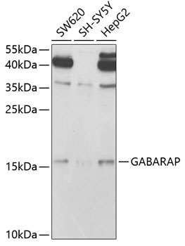 GABARAP Rabbit Polyclonal Antibody