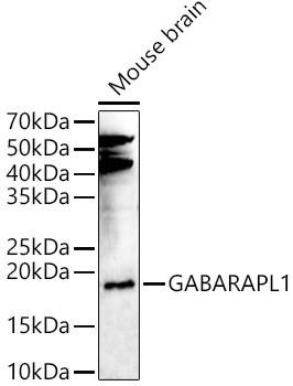 GABARAPL1 Rabbit Polyclonal Antibody