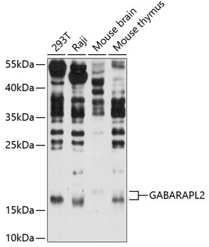 GABARAPL2 Rabbit Polyclonal Antibody