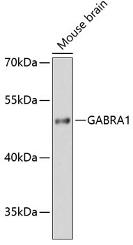 GABRA1 Rabbit Polyclonal Antibody