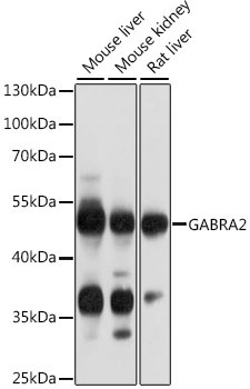 GABRA2 Rabbit Polyclonal Antibody