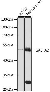 GABRA2 Rabbit Polyclonal Antibody