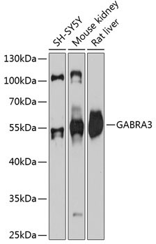 GABRA3 Rabbit Polyclonal Antibody