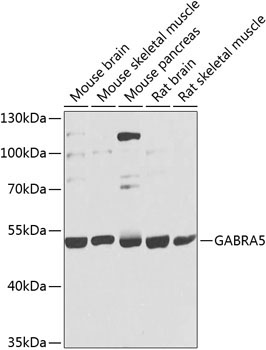 GABRA5 Rabbit Polyclonal Antibody