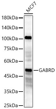 GABRD Rabbit Polyclonal Antibody