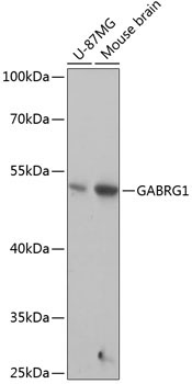 GABRG1 Rabbit Polyclonal Antibody