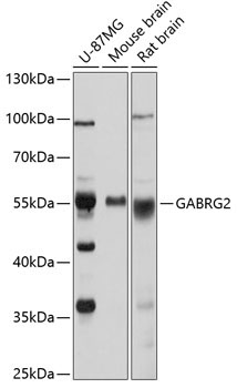 GABRG2 Rabbit Polyclonal Antibody