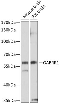 GABRR1 Rabbit Polyclonal Antibody