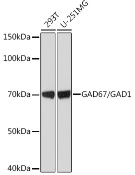 GAD67/GAD1 Rabbit Monoclonal Antibody