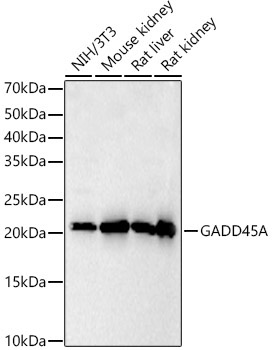 GADD45A Rabbit Polyclonal Antibody