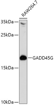 GADD45G Rabbit Polyclonal Antibody