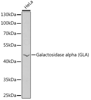 Galactosidase alpha (GLA) Rabbit Polyclonal Antibody