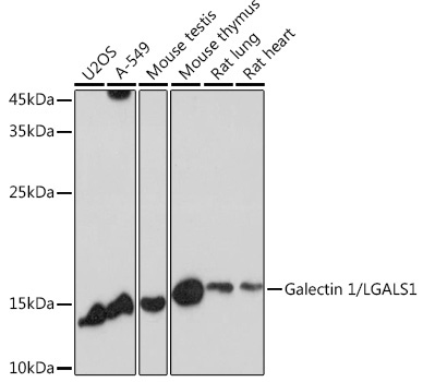 Galectin 1/LGALS1 Rabbit Polyclonal Antibody