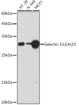 Galectin 3/LGALS3 Rabbit Polyclonal Antibody