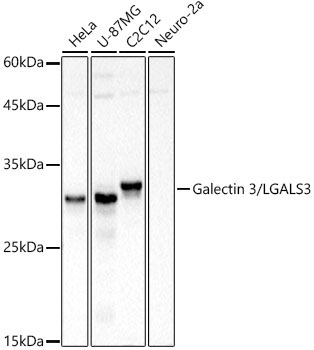 Galectin 3/LGALS3 Rabbit Polyclonal Antibody