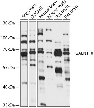 GALNT10 Rabbit Polyclonal Antibody