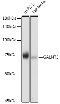 GALNT3 Rabbit Polyclonal Antibody