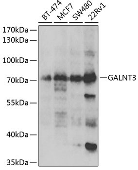 GALNT3 Rabbit Polyclonal Antibody