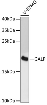 GALP Rabbit Polyclonal Antibody