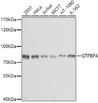 GTPBP4 Rabbit Polyclonal Antibody