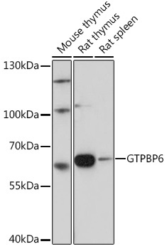 GTPBP6 Rabbit Polyclonal Antibody