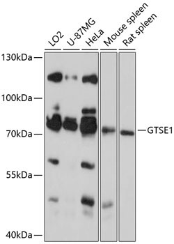 GTSE1 Rabbit Polyclonal Antibody