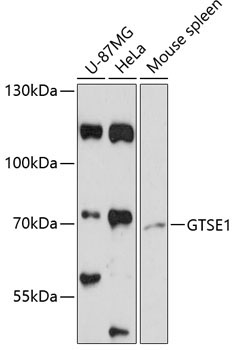 GTSE1 Rabbit Polyclonal Antibody