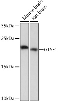GTSF1 Rabbit Polyclonal Antibody