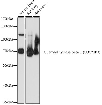 Guanylyl Cyclase beta 1 (GUCY1B3) Rabbit Polyclonal Antibody