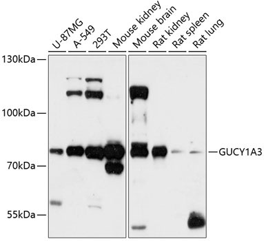 GUCY1A3 Rabbit Polyclonal Antibody