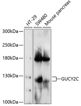 GUCY2C Rabbit Polyclonal Antibody